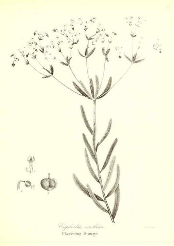 Reproducción/Reproduction 49122939246: A flora of the State of New-York, comprising full descriptions of all the indigenous and naturalized plants hitherto discovered in the state;. Albany,Carroll and Cook, Printers to the Assembly,1843.. 