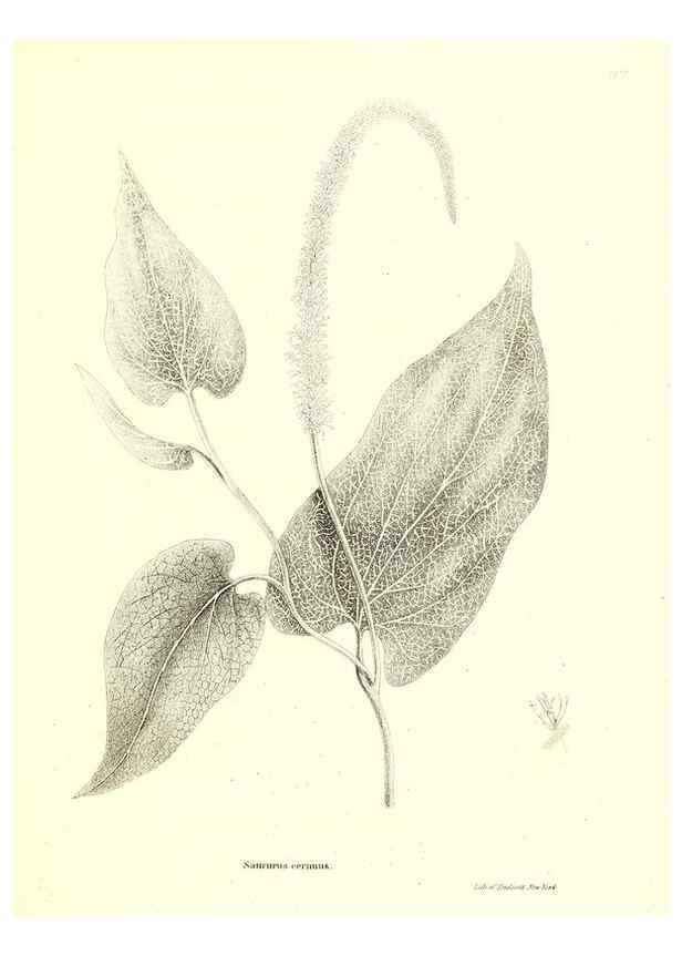 Reproducción/Reproduction 49123125552: A flora of the State of New-York, comprising full descriptions of all the indigenous and naturalized plants hitherto discovered in the state;. Albany,Carroll and Cook, Printers to the Assembly,1843.. 