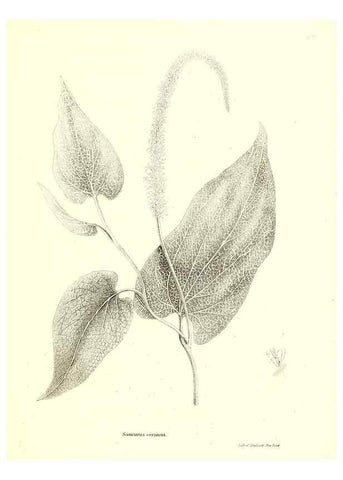 Reproducción/Reproduction 49123125552: A flora of the State of New-York, comprising full descriptions of all the indigenous and naturalized plants hitherto discovered in the state;. Albany,Carroll and Cook, Printers to the Assembly,1843.. 