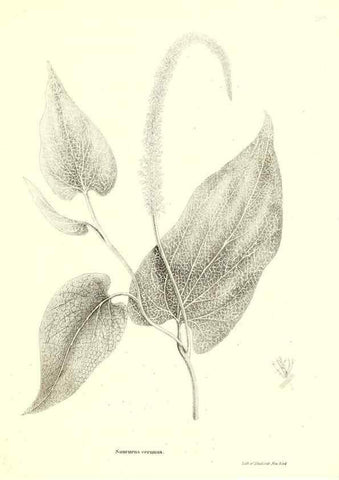Reproducción/Reproduction 49123125552: A flora of the State of New-York, comprising full descriptions of all the indigenous and naturalized plants hitherto discovered in the state;. Albany,Carroll and Cook, Printers to the Assembly,1843.. 
