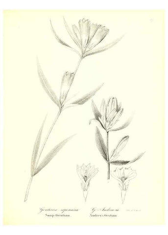 Reproducción/Reproduction 49122931186: A flora of the State of New-York, comprising full descriptions of all the indigenous and naturalized plants hitherto discovered in the state;. Albany,Carroll and Cook, Printers to the Assembly,1843.. 