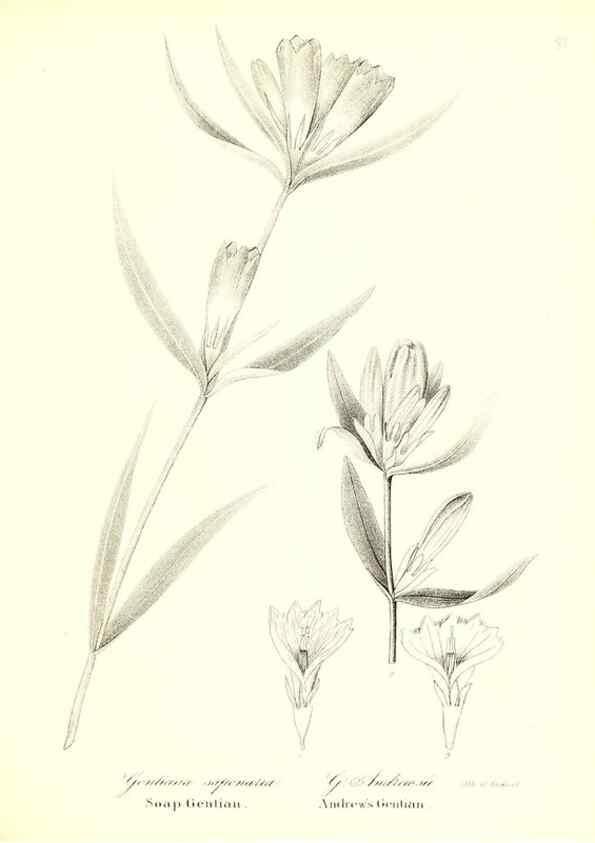 Reproducción/Reproduction 49122931186: A flora of the State of New-York, comprising full descriptions of all the indigenous and naturalized plants hitherto discovered in the state;. Albany,Carroll and Cook, Printers to the Assembly,1843.. 