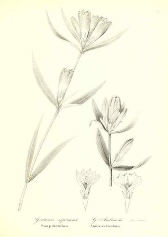 Reproducción/Reproduction 49122931186: A flora of the State of New-York, comprising full descriptions of all the indigenous and naturalized plants hitherto discovered in the state;. Albany,Carroll and Cook, Printers to the Assembly,1843.. 