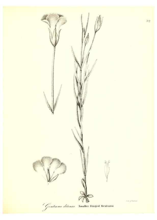 Reproducción/Reproduction 49123119037: A flora of the State of New-York, comprising full descriptions of all the indigenous and naturalized plants hitherto discovered in the state;. Albany,Carroll and Cook, Printers to the Assembly,1843.. 