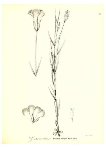 Reproducción/Reproduction 49123119037: A flora of the State of New-York, comprising full descriptions of all the indigenous and naturalized plants hitherto discovered in the state;. Albany,Carroll and Cook, Printers to the Assembly,1843.. 
