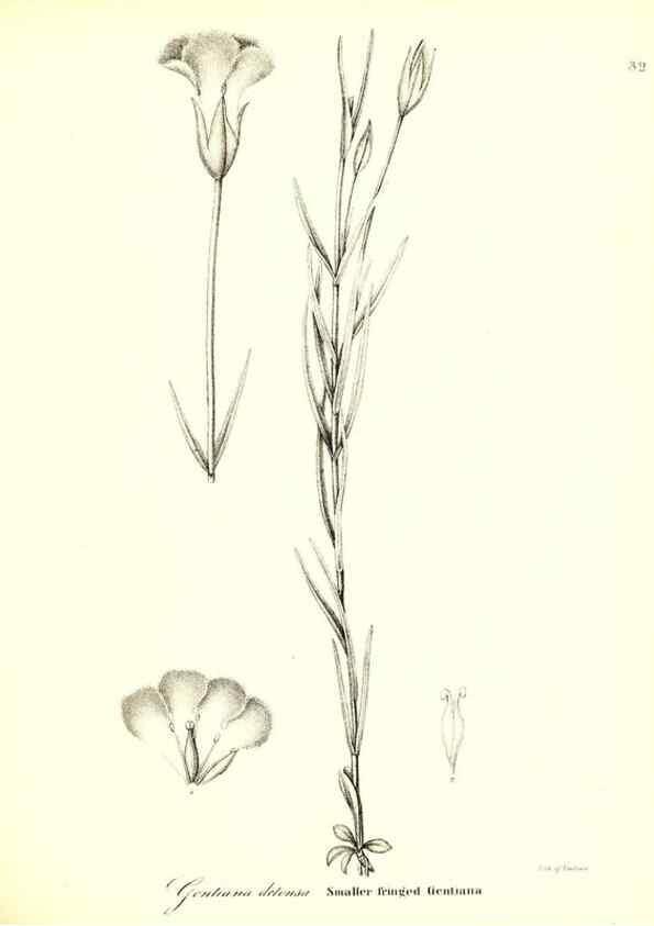 Reproducción/Reproduction 49123119037: A flora of the State of New-York, comprising full descriptions of all the indigenous and naturalized plants hitherto discovered in the state;. Albany,Carroll and Cook, Printers to the Assembly,1843.. 