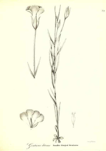 Reproducción/Reproduction 49123119037: A flora of the State of New-York, comprising full descriptions of all the indigenous and naturalized plants hitherto discovered in the state;. Albany,Carroll and Cook, Printers to the Assembly,1843.. 