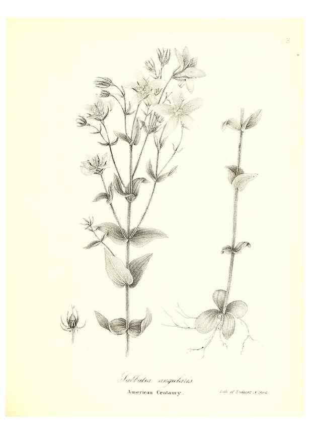 Reproducción/Reproduction 49122430178: A flora of the State of New-York, comprising full descriptions of all the indigenous and naturalized plants hitherto discovered in the state;. Albany,Carroll and Cook, Printers to the Assembly,1843.. 