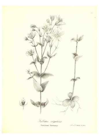Reproducción/Reproduction 49122430178: A flora of the State of New-York, comprising full descriptions of all the indigenous and naturalized plants hitherto discovered in the state;. Albany,Carroll and Cook, Printers to the Assembly,1843.. 