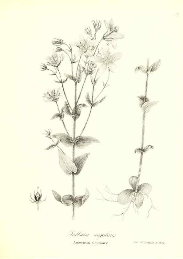 Reproducción/Reproduction 49122430178: A flora of the State of New-York, comprising full descriptions of all the indigenous and naturalized plants hitherto discovered in the state;. Albany,Carroll and Cook, Printers to the Assembly,1843.. 