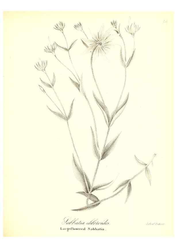 Reproducción/Reproduction 49122430603: A flora of the State of New-York, comprising full descriptions of all the indigenous and naturalized plants hitherto discovered in the state;. Albany,Carroll and Cook, Printers to the Assembly,1843.. 