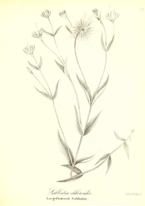 Reproducción/Reproduction 49122430603: A flora of the State of New-York, comprising full descriptions of all the indigenous and naturalized plants hitherto discovered in the state;. Albany,Carroll and Cook, Printers to the Assembly,1843.. 