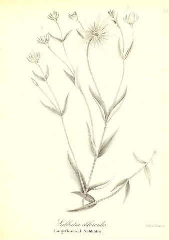 Reproducción/Reproduction 49122430603: A flora of the State of New-York, comprising full descriptions of all the indigenous and naturalized plants hitherto discovered in the state;. Albany,Carroll and Cook, Printers to the Assembly,1843.. 
