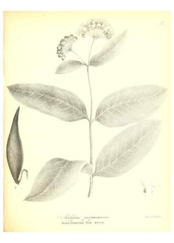 Reproducción/Reproduction 49122933106: A flora of the State of New-York, comprising full descriptions of all the indigenous and naturalized plants hitherto discovered in the state;. Albany,Carroll and Cook, Printers to the Assembly,1843.. 
