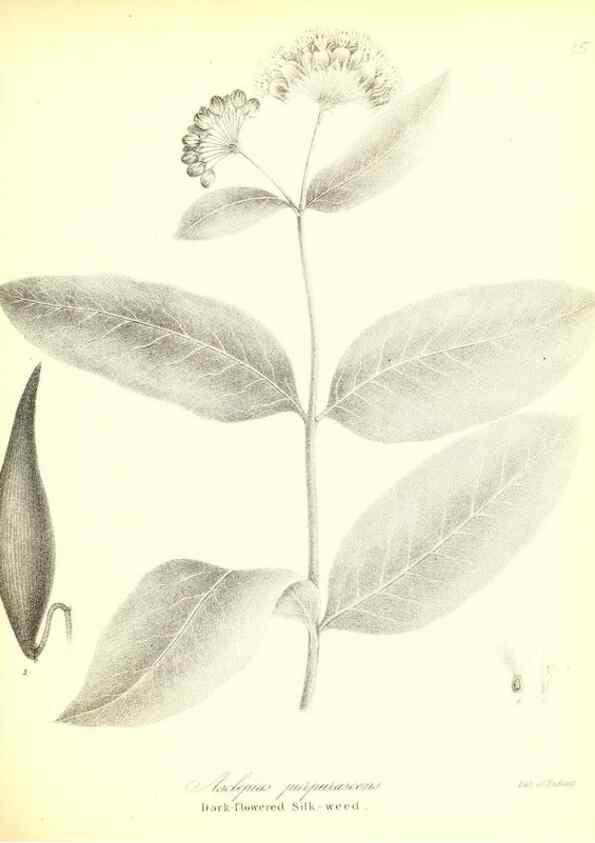 Reproducción/Reproduction 49122933106: A flora of the State of New-York, comprising full descriptions of all the indigenous and naturalized plants hitherto discovered in the state;. Albany,Carroll and Cook, Printers to the Assembly,1843.. 