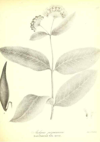 Reproducción/Reproduction 49122933106: A flora of the State of New-York, comprising full descriptions of all the indigenous and naturalized plants hitherto discovered in the state;. Albany,Carroll and Cook, Printers to the Assembly,1843.. 
