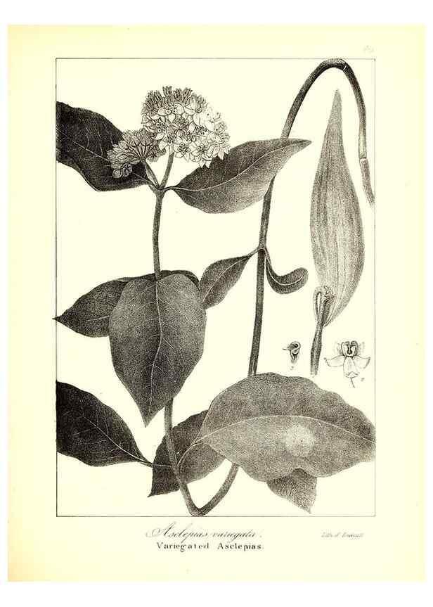 Reproducción/Reproduction 49122431528: A flora of the State of New-York, comprising full descriptions of all the indigenous and naturalized plants hitherto discovered in the state;. Albany,Carroll and Cook, Printers to the Assembly,1843.. 