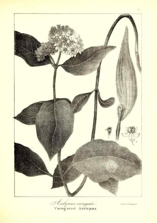 Reproducción/Reproduction 49122431528: A flora of the State of New-York, comprising full descriptions of all the indigenous and naturalized plants hitherto discovered in the state;. Albany,Carroll and Cook, Printers to the Assembly,1843.. 