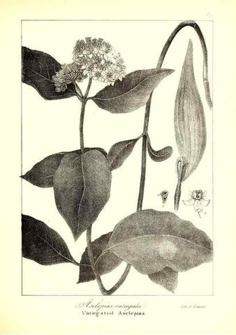 Reproducción/Reproduction 49122431528: A flora of the State of New-York, comprising full descriptions of all the indigenous and naturalized plants hitherto discovered in the state;. Albany,Carroll and Cook, Printers to the Assembly,1843.. 
