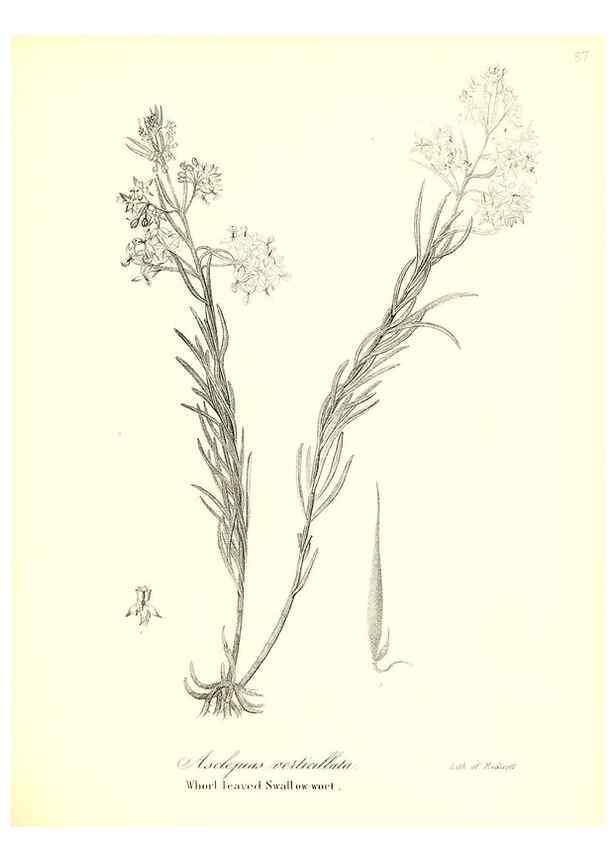 Reproducción/Reproduction 49122934166: A flora of the State of New-York, comprising full descriptions of all the indigenous and naturalized plants hitherto discovered in the state;. Albany,Carroll and Cook, Printers to the Assembly,1843.. 