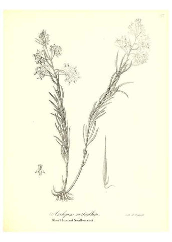 Reproducción/Reproduction 49122934166: A flora of the State of New-York, comprising full descriptions of all the indigenous and naturalized plants hitherto discovered in the state;. Albany,Carroll and Cook, Printers to the Assembly,1843.. 