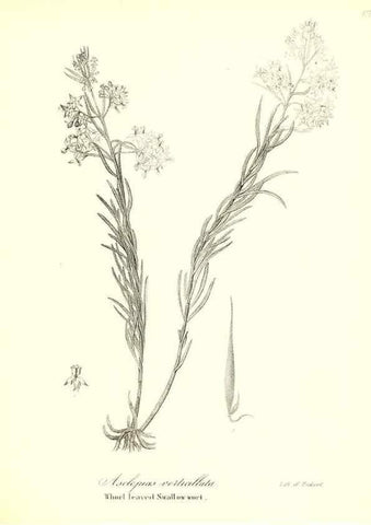 Reproducción/Reproduction 49122934166: A flora of the State of New-York, comprising full descriptions of all the indigenous and naturalized plants hitherto discovered in the state;. Albany,Carroll and Cook, Printers to the Assembly,1843.. 