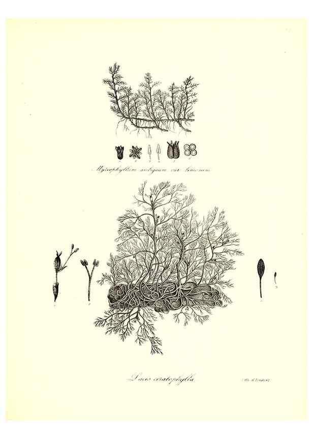 Reproducción/Reproduction 49122436633: A flora of the State of New-York, comprising full descriptions of all the indigenous and naturalized plants hitherto discovered in the state;. Albany,Carroll and Cook, Printers to the Assembly,1843.. 