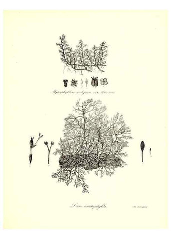 Reproducción/Reproduction 49122436633: A flora of the State of New-York, comprising full descriptions of all the indigenous and naturalized plants hitherto discovered in the state;. Albany,Carroll and Cook, Printers to the Assembly,1843.. 