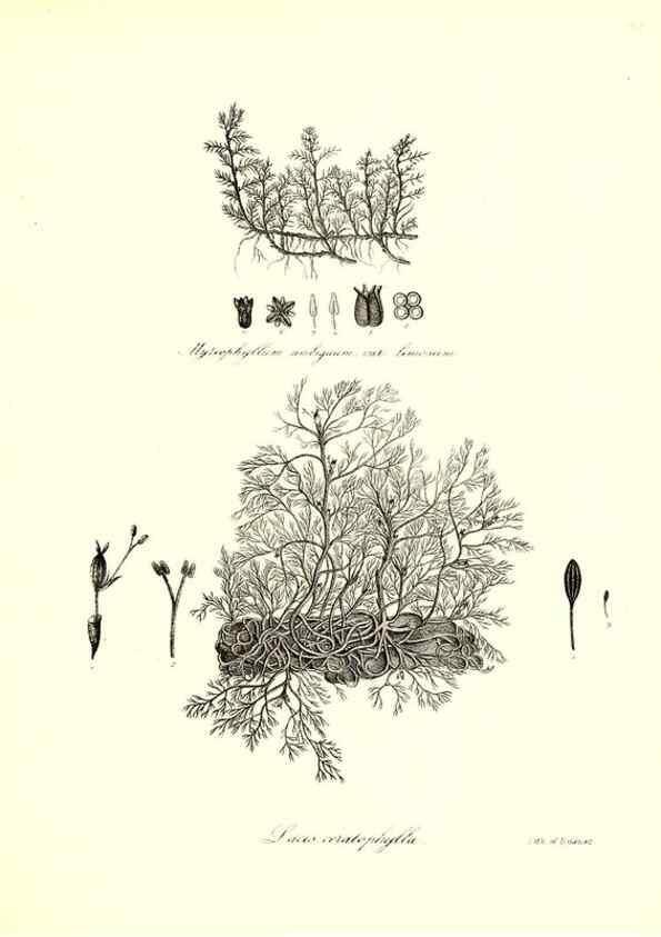 Reproducción/Reproduction 49122436633: A flora of the State of New-York, comprising full descriptions of all the indigenous and naturalized plants hitherto discovered in the state;. Albany,Carroll and Cook, Printers to the Assembly,1843.. 