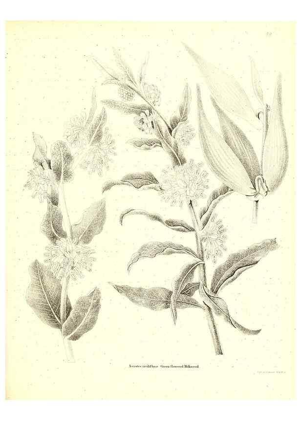 Reproducción/Reproduction 49123121737: A flora of the State of New-York, comprising full descriptions of all the indigenous and naturalized plants hitherto discovered in the state;. Albany,Carroll and Cook, Printers to the Assembly,1843.. 