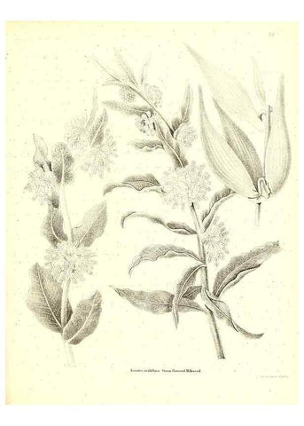 Reproducción/Reproduction 49123121737: A flora of the State of New-York, comprising full descriptions of all the indigenous and naturalized plants hitherto discovered in the state;. Albany,Carroll and Cook, Printers to the Assembly,1843.. 