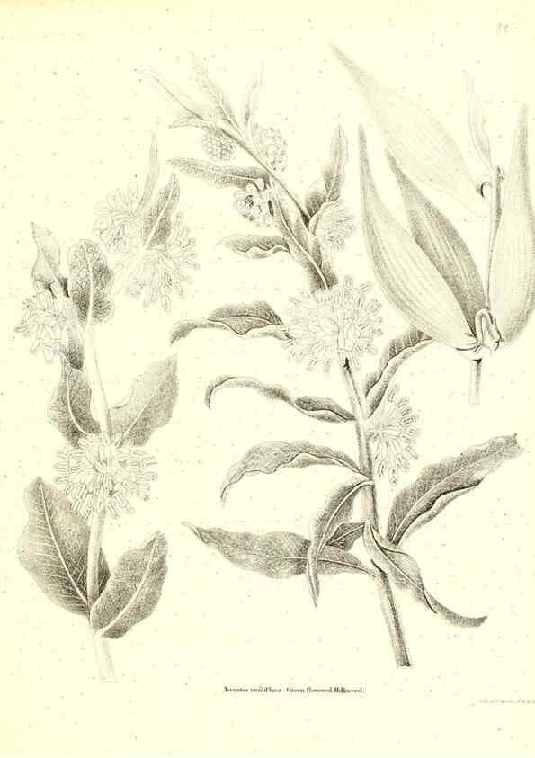 Reproducción/Reproduction 49123121737: A flora of the State of New-York, comprising full descriptions of all the indigenous and naturalized plants hitherto discovered in the state;. Albany,Carroll and Cook, Printers to the Assembly,1843.. 