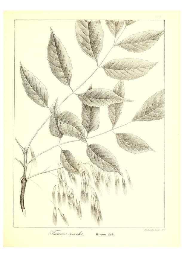 Reproducción/Reproduction 49122935591: A flora of the State of New-York, comprising full descriptions of all the indigenous and naturalized plants hitherto discovered in the state;. Albany,Carroll and Cook, Printers to the Assembly,1843.. 