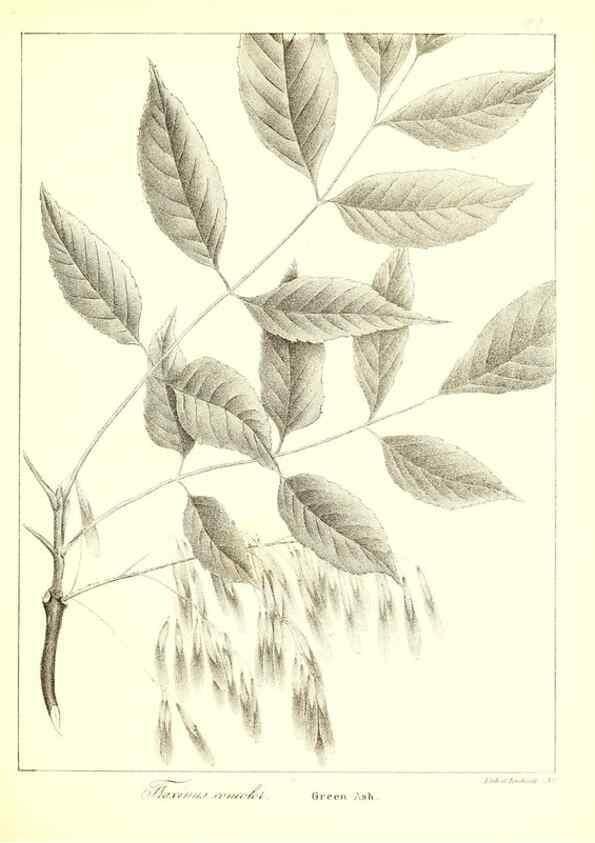 Reproducción/Reproduction 49122935591: A flora of the State of New-York, comprising full descriptions of all the indigenous and naturalized plants hitherto discovered in the state;. Albany,Carroll and Cook, Printers to the Assembly,1843.. 