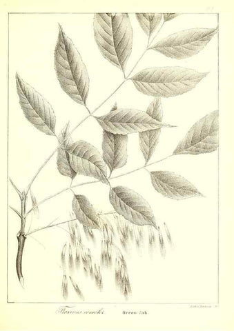 Reproducción/Reproduction 49122935591: A flora of the State of New-York, comprising full descriptions of all the indigenous and naturalized plants hitherto discovered in the state;. Albany,Carroll and Cook, Printers to the Assembly,1843.. 