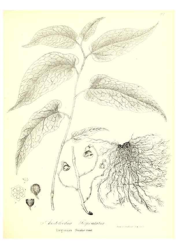 Reproducción/Reproduction 49122936021: A flora of the State of New-York, comprising full descriptions of all the indigenous and naturalized plants hitherto discovered in the state;. Albany,Carroll and Cook, Printers to the Assembly,1843.. 