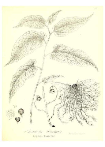 Reproducción/Reproduction 49122936021: A flora of the State of New-York, comprising full descriptions of all the indigenous and naturalized plants hitherto discovered in the state;. Albany,Carroll and Cook, Printers to the Assembly,1843.. 