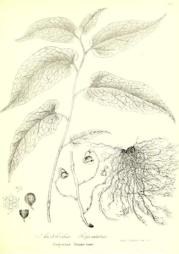 Reproducción/Reproduction 49122936021: A flora of the State of New-York, comprising full descriptions of all the indigenous and naturalized plants hitherto discovered in the state;. Albany,Carroll and Cook, Printers to the Assembly,1843.. 