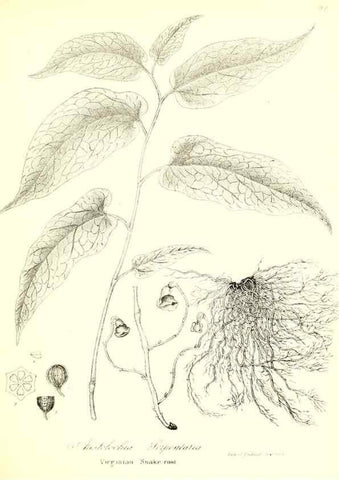 Reproducción/Reproduction 49122936021: A flora of the State of New-York, comprising full descriptions of all the indigenous and naturalized plants hitherto discovered in the state;. Albany,Carroll and Cook, Printers to the Assembly,1843.. 