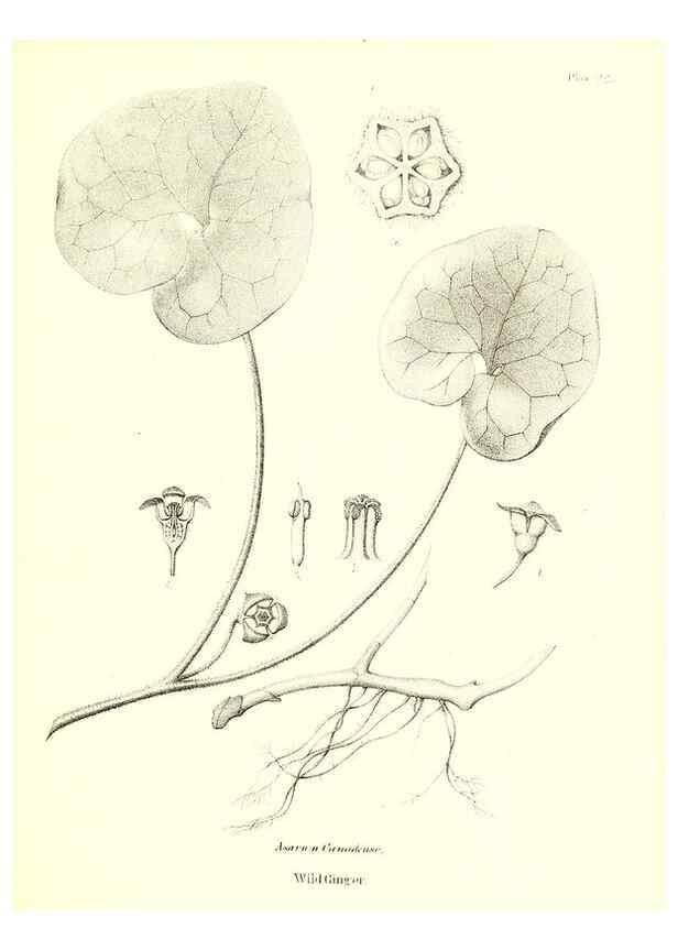 Reproducción/Reproduction 49123123407: A flora of the State of New-York, comprising full descriptions of all the indigenous and naturalized plants hitherto discovered in the state;. Albany,Carroll and Cook, Printers to the Assembly,1843.. 