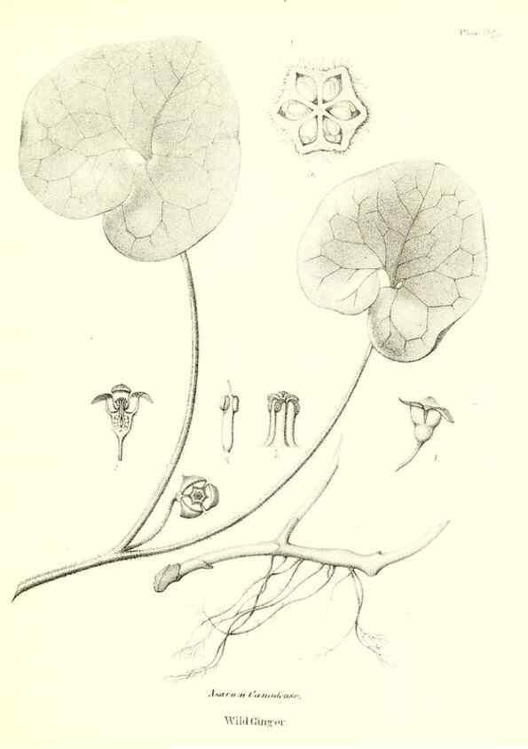 Reproducción/Reproduction 49123123407: A flora of the State of New-York, comprising full descriptions of all the indigenous and naturalized plants hitherto discovered in the state;. Albany,Carroll and Cook, Printers to the Assembly,1843.. 