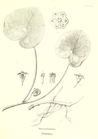Reproducción/Reproduction 49123123407: A flora of the State of New-York, comprising full descriptions of all the indigenous and naturalized plants hitherto discovered in the state;. Albany,Carroll and Cook, Printers to the Assembly,1843.. 