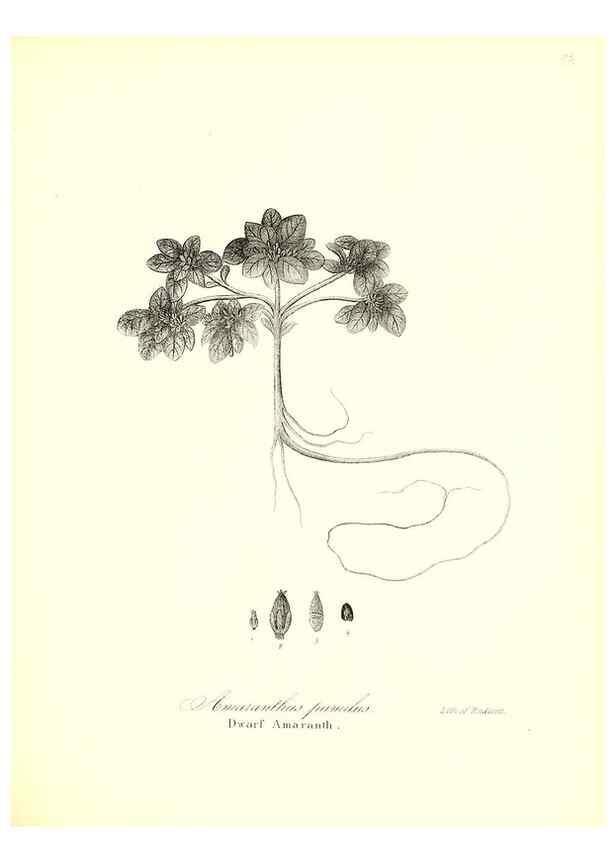 Reproducción/Reproduction 49122936831: A flora of the State of New-York, comprising full descriptions of all the indigenous and naturalized plants hitherto discovered in the state;. Albany,Carroll and Cook, Printers to the Assembly,1843.. 