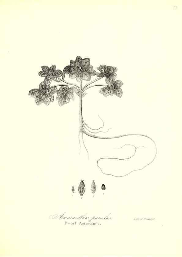 Reproducción/Reproduction 49122936831: A flora of the State of New-York, comprising full descriptions of all the indigenous and naturalized plants hitherto discovered in the state;. Albany,Carroll and Cook, Printers to the Assembly,1843.. 