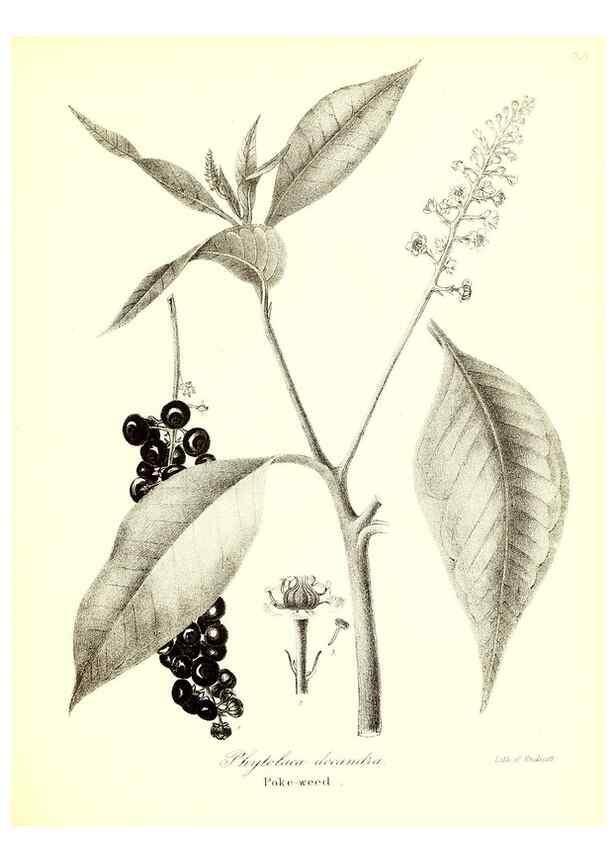 Reproducción/Reproduction 49122937281: A flora of the State of New-York, comprising full descriptions of all the indigenous and naturalized plants hitherto discovered in the state;. Albany,Carroll and Cook, Printers to the Assembly,1843.. 