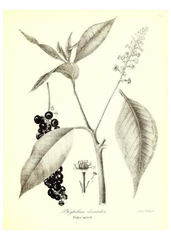 Reproducción/Reproduction 49122937281: A flora of the State of New-York, comprising full descriptions of all the indigenous and naturalized plants hitherto discovered in the state;. Albany,Carroll and Cook, Printers to the Assembly,1843.. 