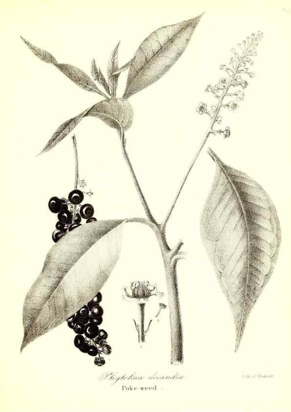 Reproducción/Reproduction 49122937281: A flora of the State of New-York, comprising full descriptions of all the indigenous and naturalized plants hitherto discovered in the state;. Albany,Carroll and Cook, Printers to the Assembly,1843.. 