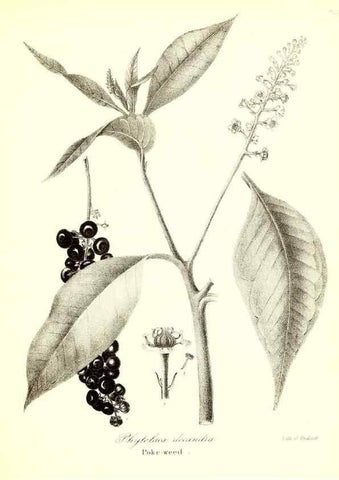 Reproducción/Reproduction 49122937281: A flora of the State of New-York, comprising full descriptions of all the indigenous and naturalized plants hitherto discovered in the state;. Albany,Carroll and Cook, Printers to the Assembly,1843.. 