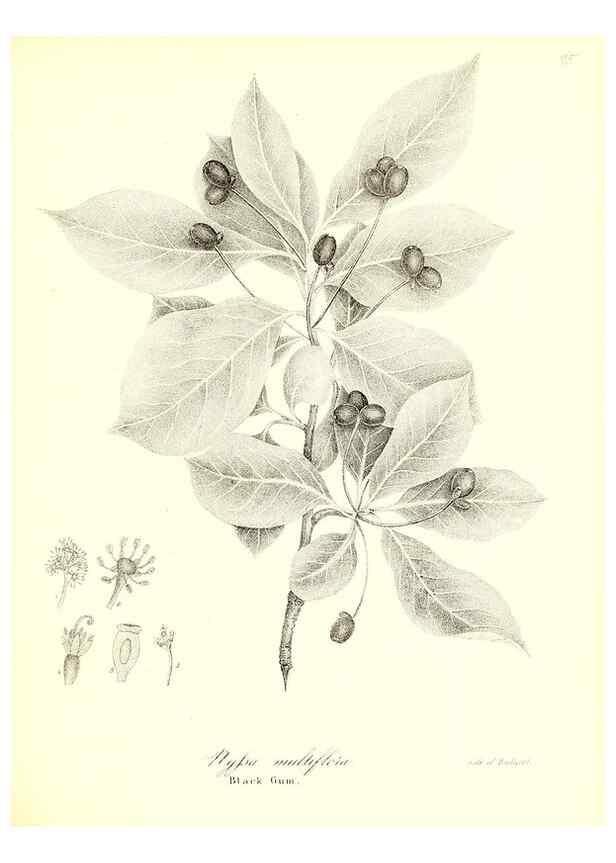 Reproducción/Reproduction 49123124682: A flora of the State of New-York, comprising full descriptions of all the indigenous and naturalized plants hitherto discovered in the state;. Albany,Carroll and Cook, Printers to the Assembly,1843.. 