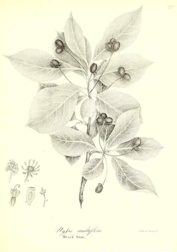 Reproducción/Reproduction 49123124682: A flora of the State of New-York, comprising full descriptions of all the indigenous and naturalized plants hitherto discovered in the state;. Albany,Carroll and Cook, Printers to the Assembly,1843.. 